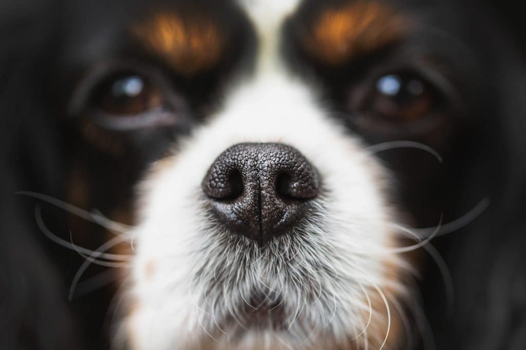 Nose closeup