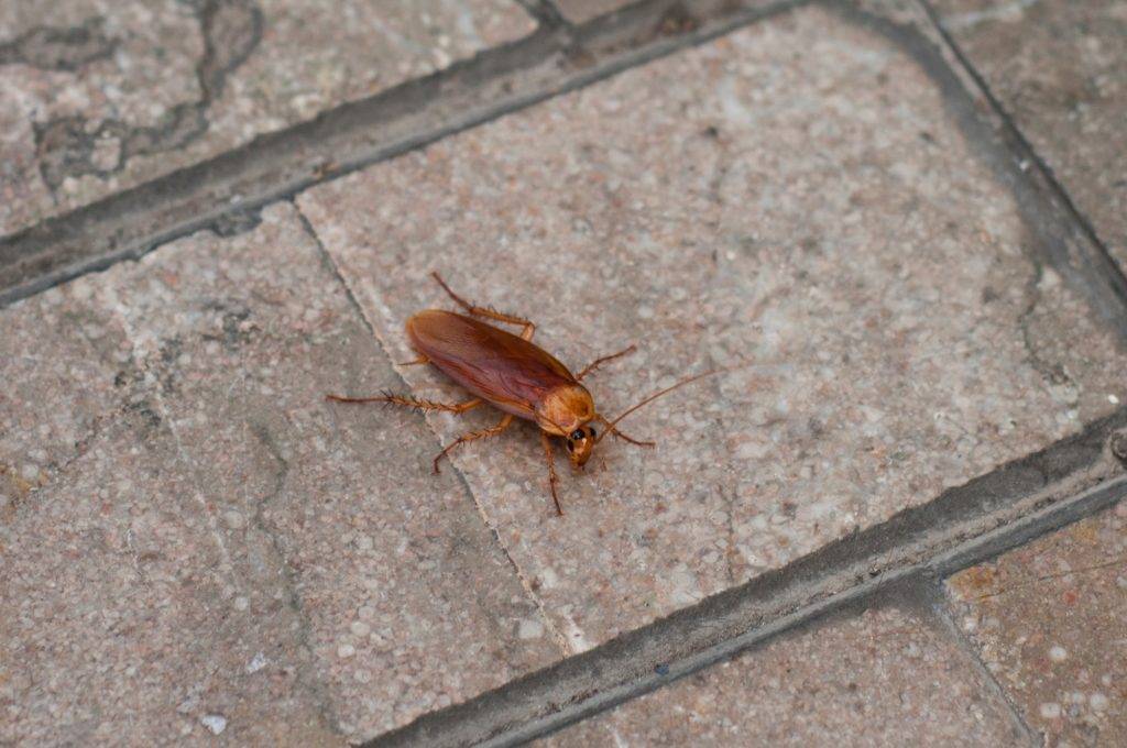 Huge red cockroach on a paved street.