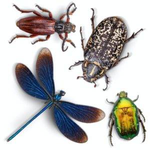 Set of insects