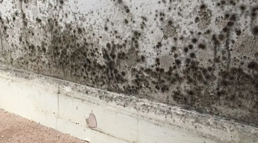 mould caused by leaking pipes gold coast