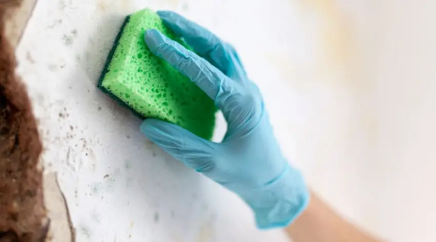 get moud cleaned properly